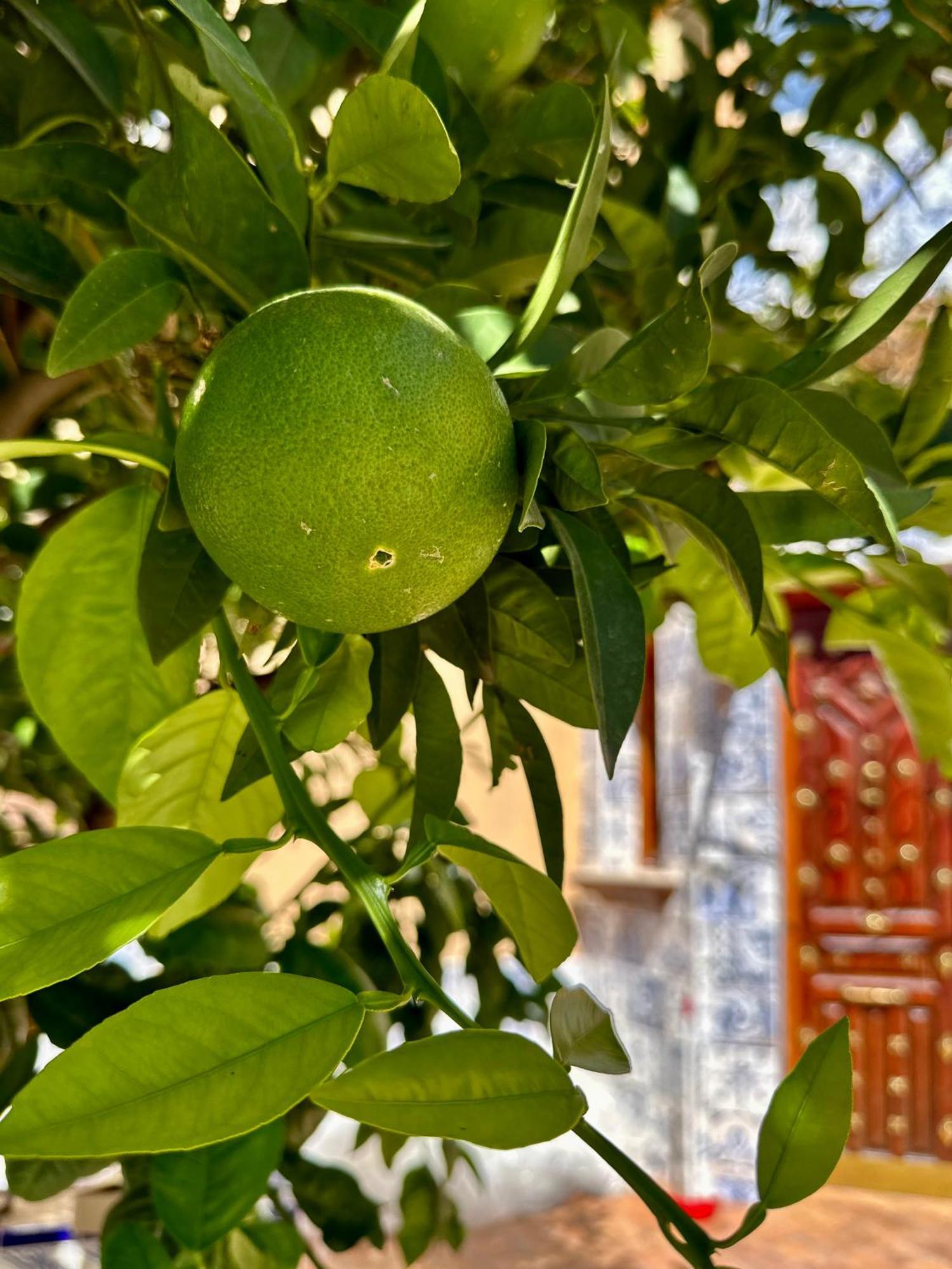 Libelle Lägenhet Granada Exteriör bild